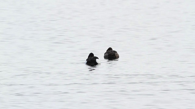 Tufted Duck - ML479770