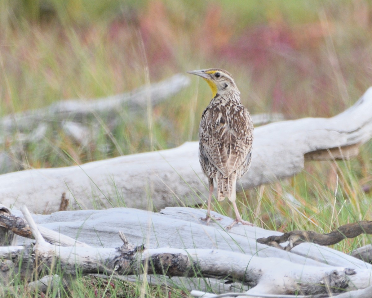 Western Meadowlark - ML479771081