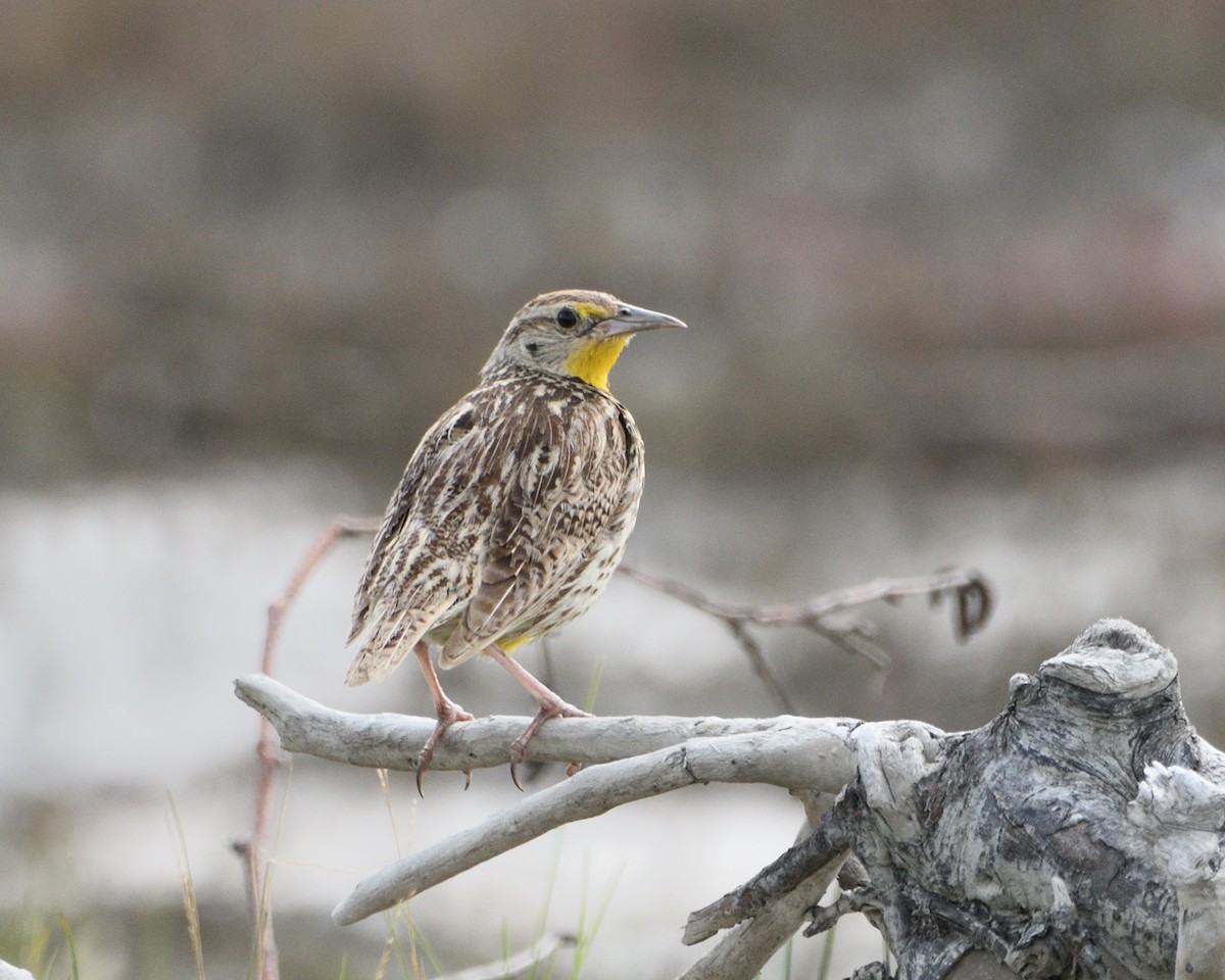 Western Meadowlark - ML479771091