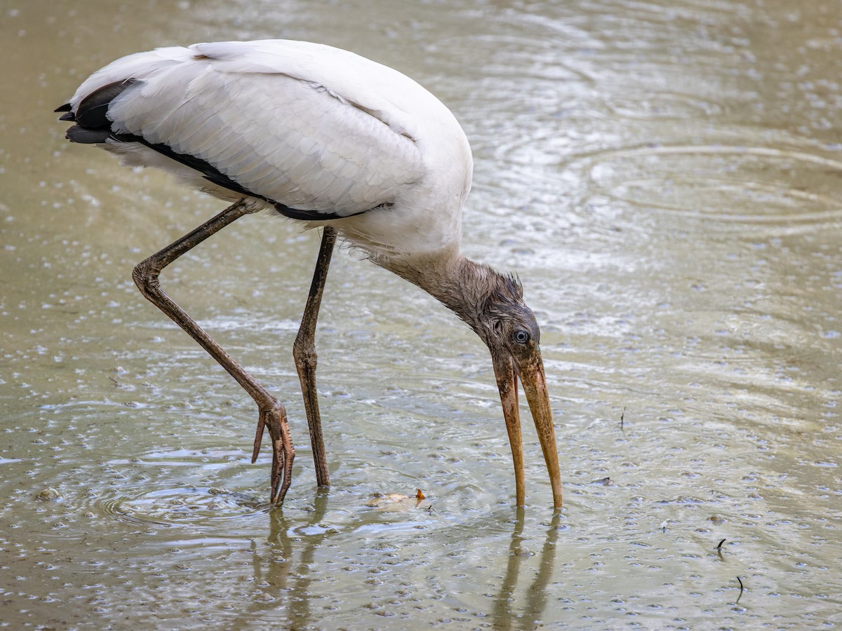 Wood Stork - ML479771521