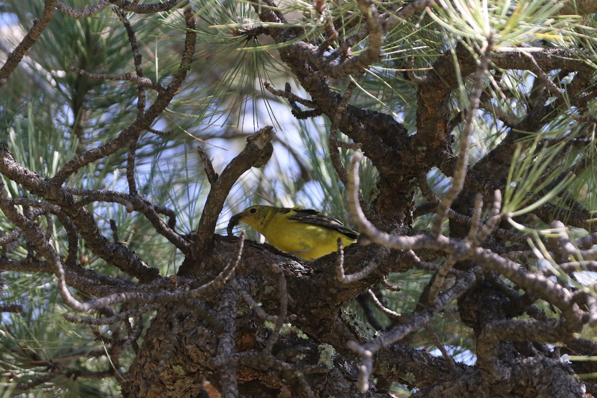 Baltimore Oriole - ML479772721