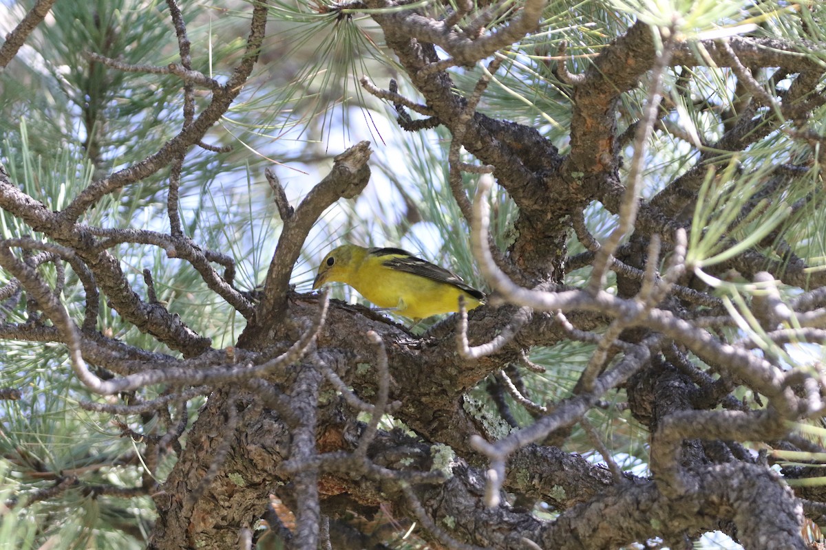 Baltimore Oriole - ML479772731