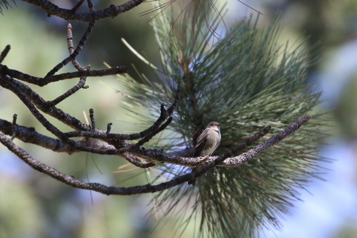 Western Wood-Pewee - ML479772991