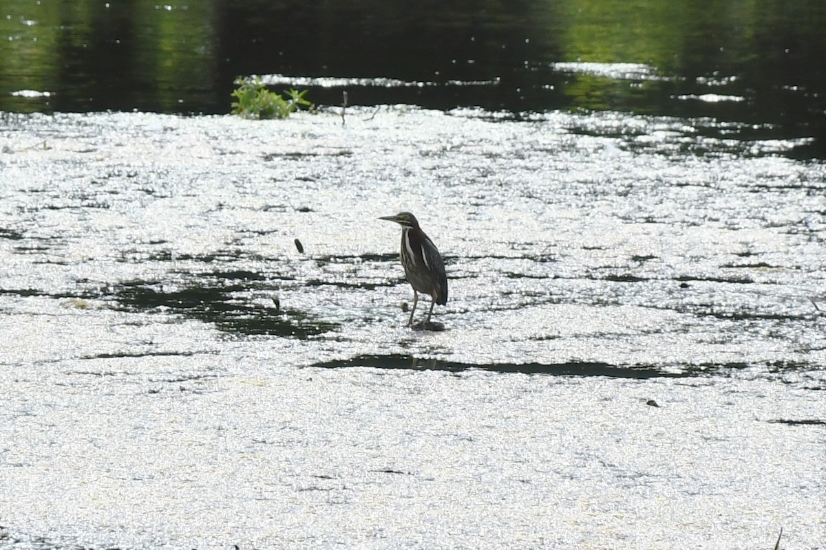 Green Heron - ML479773101