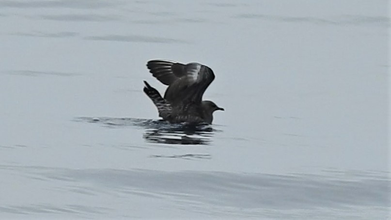 Long-tailed Jaeger - ML479774411