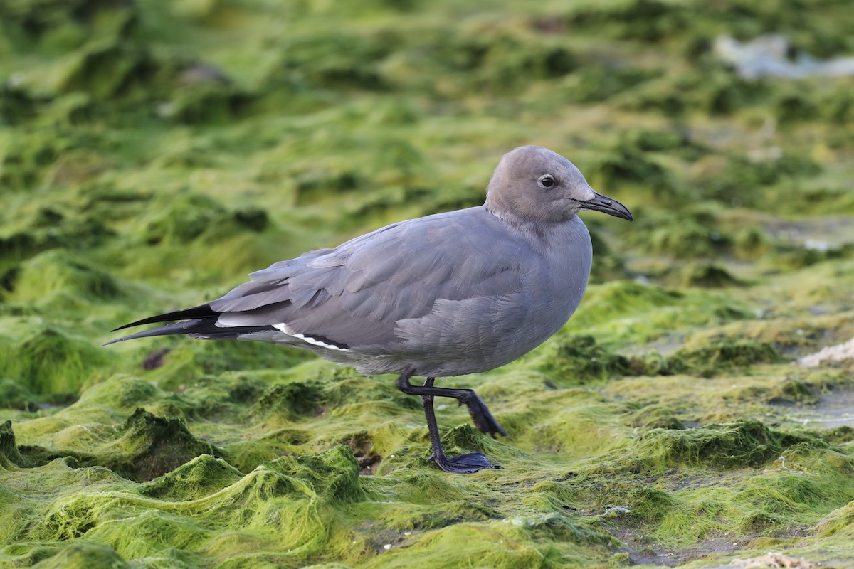 Gray Gull - Ian Thompson