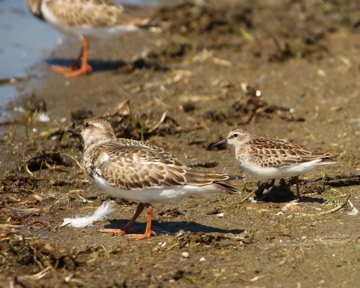 Ruddy Turnstone - ML479775551