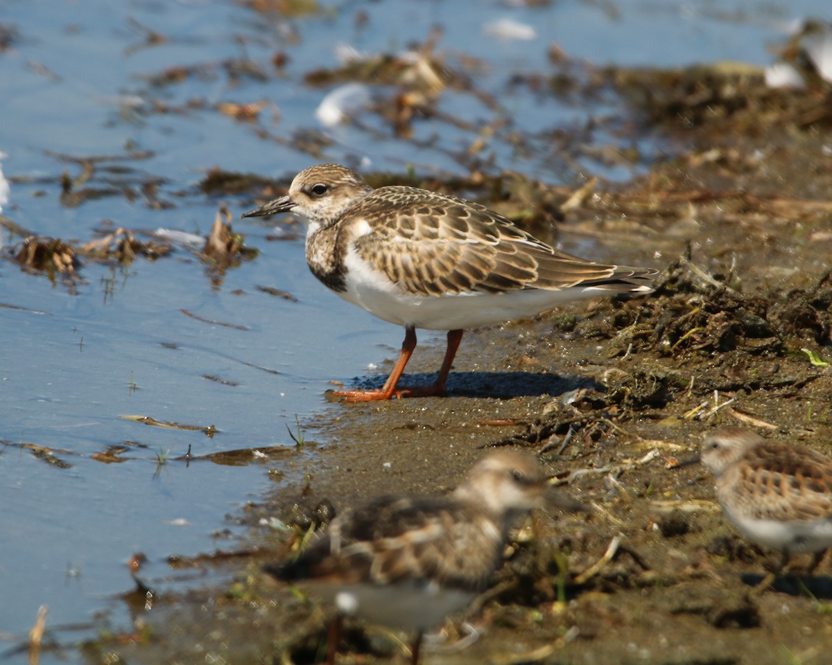 Ruddy Turnstone - ML479775561