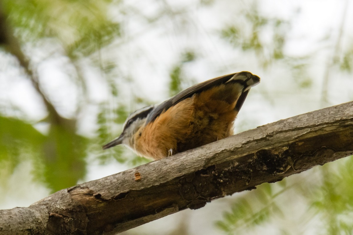 Red-breasted Nuthatch - ML47977631
