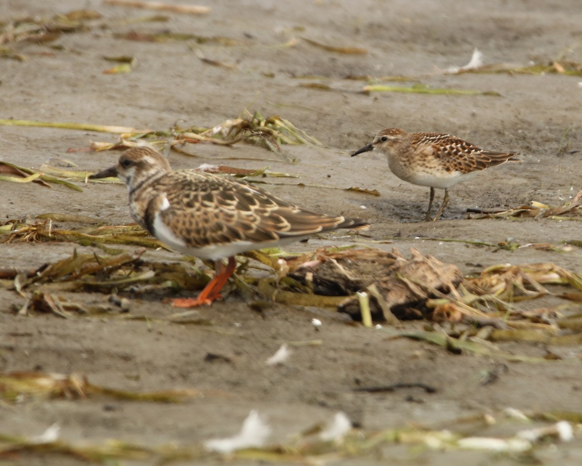 Ruddy Turnstone - ML479776751