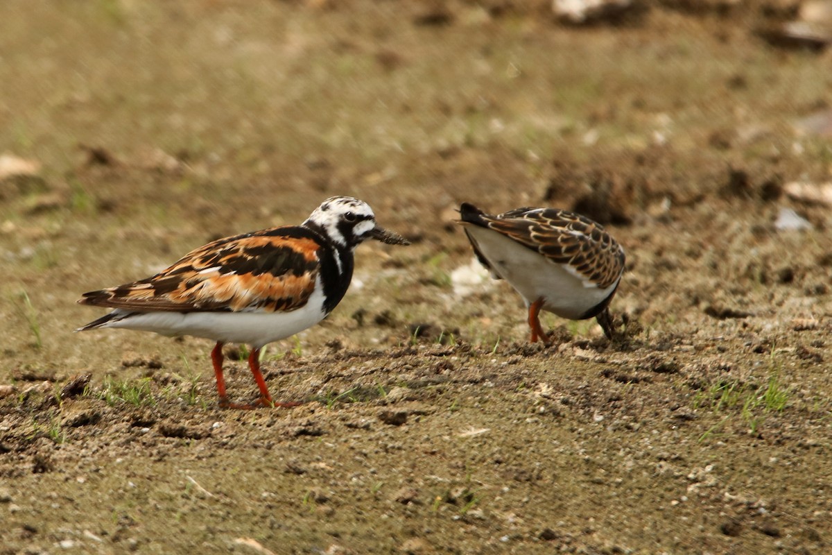 Ruddy Turnstone - ML479776761