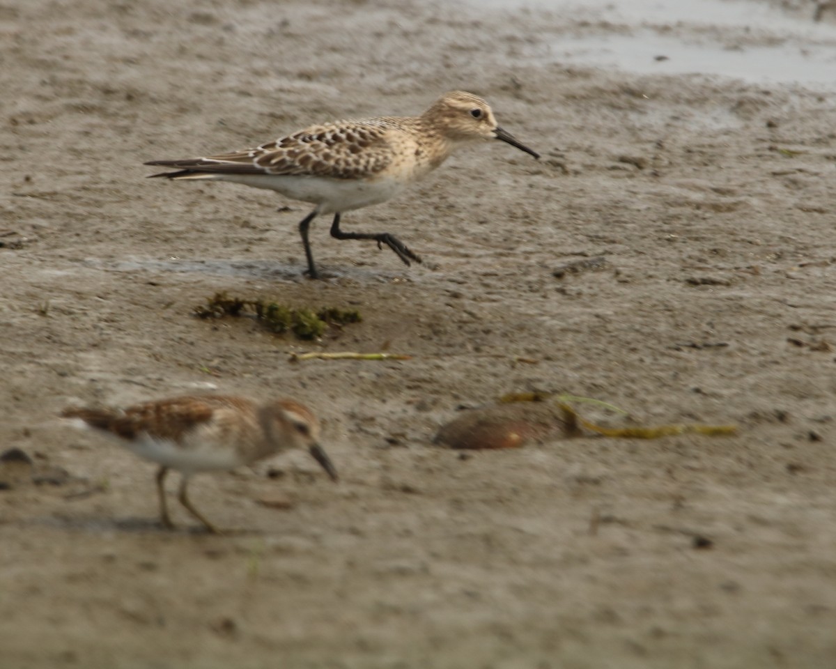 Baird's Sandpiper - ML479776821