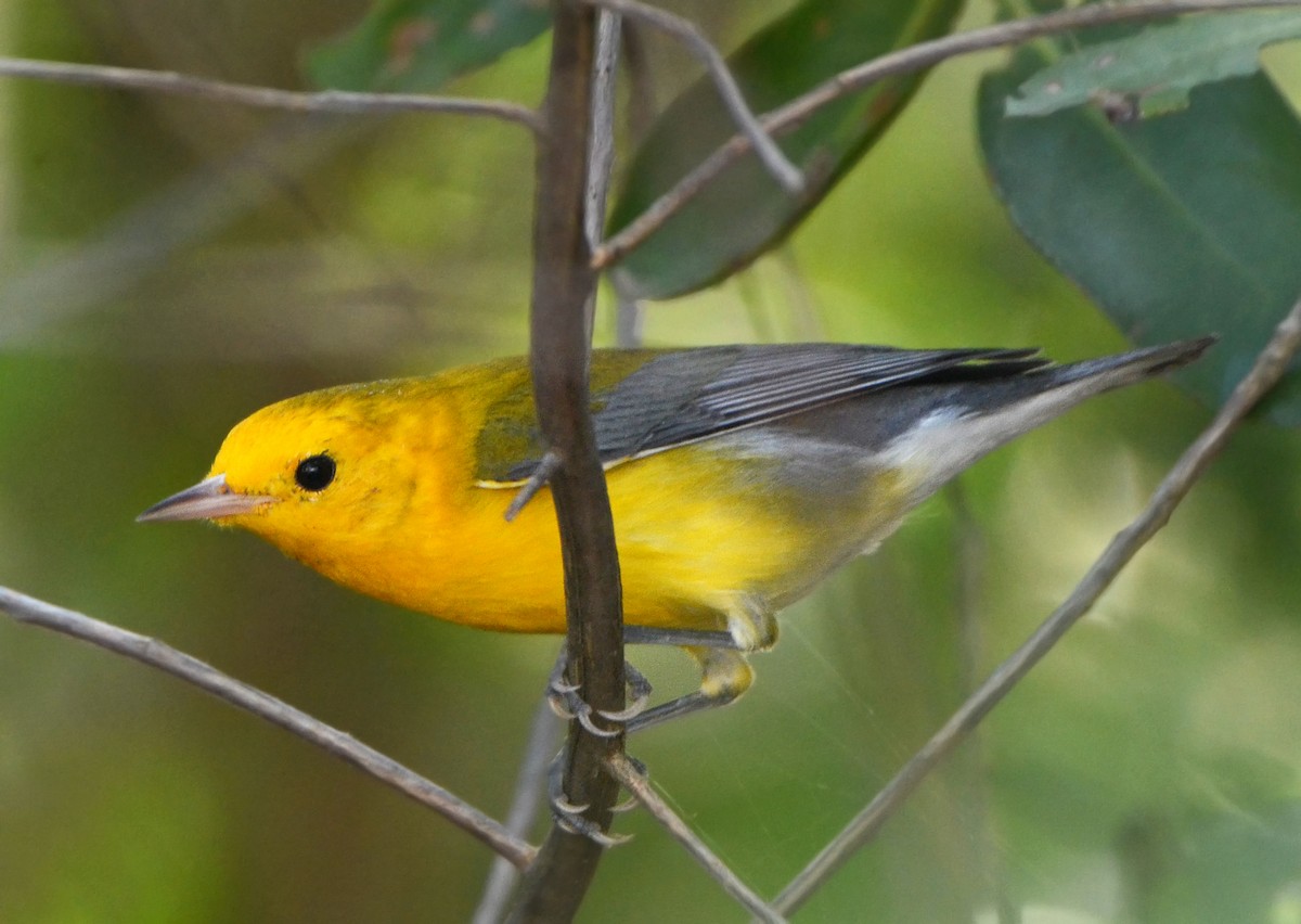 Prothonotary Warbler - Steven Mlodinow