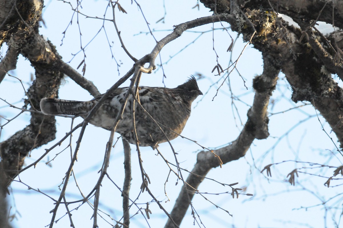 Ruffed Grouse - ML47977751