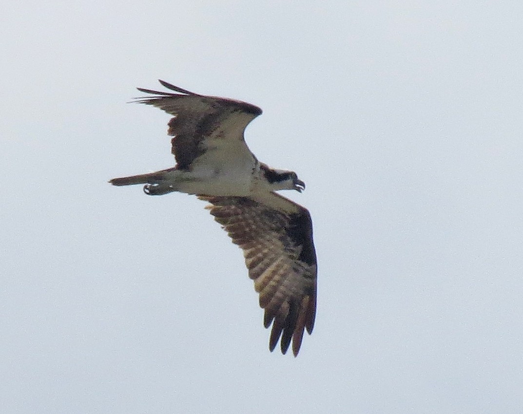 Osprey - Don Gorney