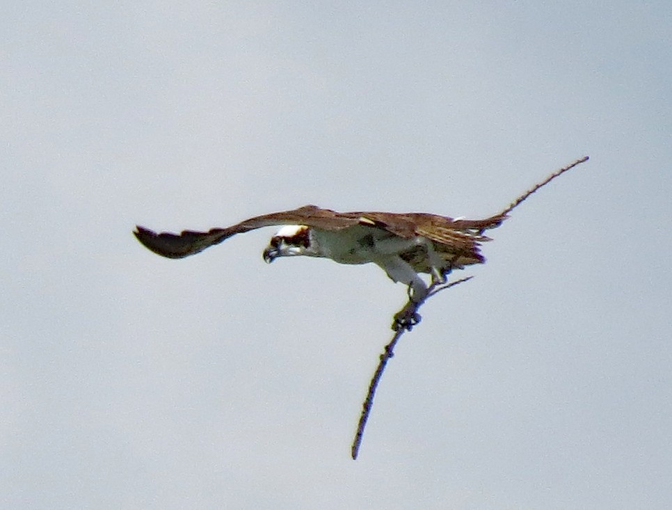 Águila Pescadora - ML479778881