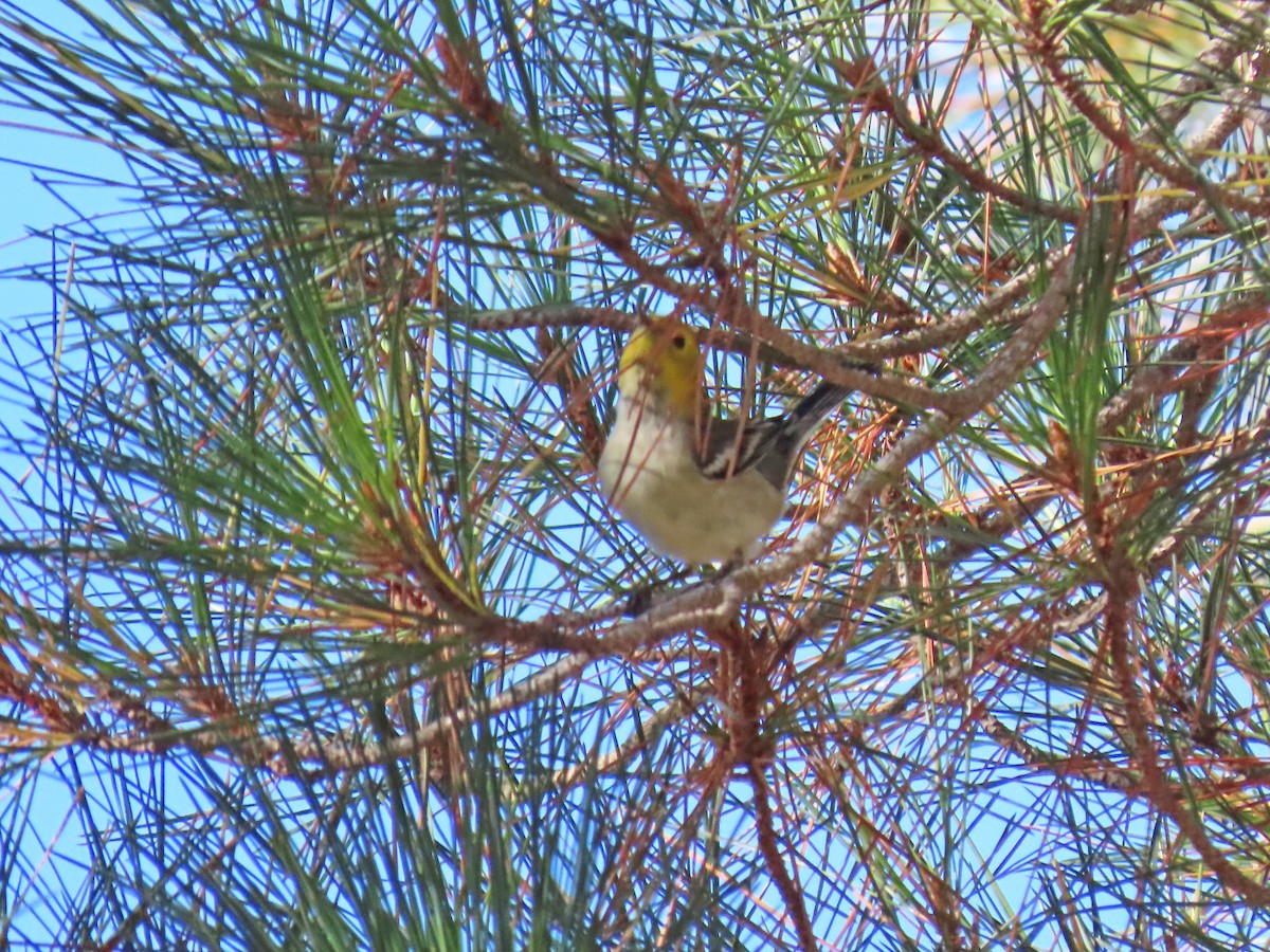 Hermit Warbler - ML479779231