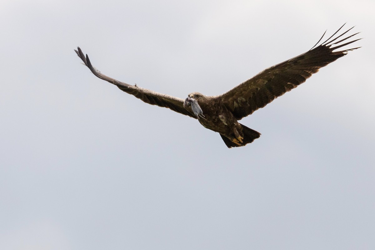 Lesser Spotted Eagle - ML479779581