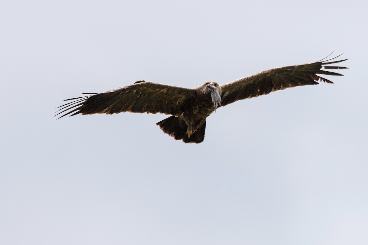 Lesser Spotted Eagle - ML479779601