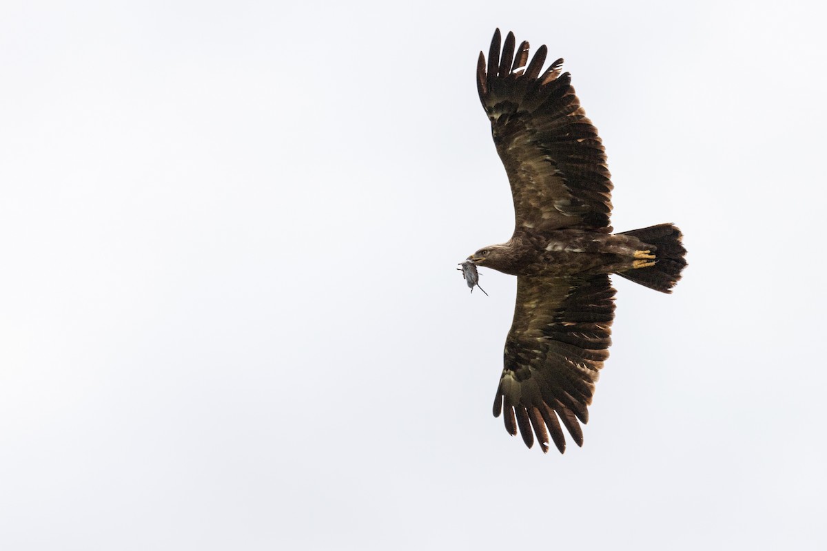 Lesser Spotted Eagle - ML479779621