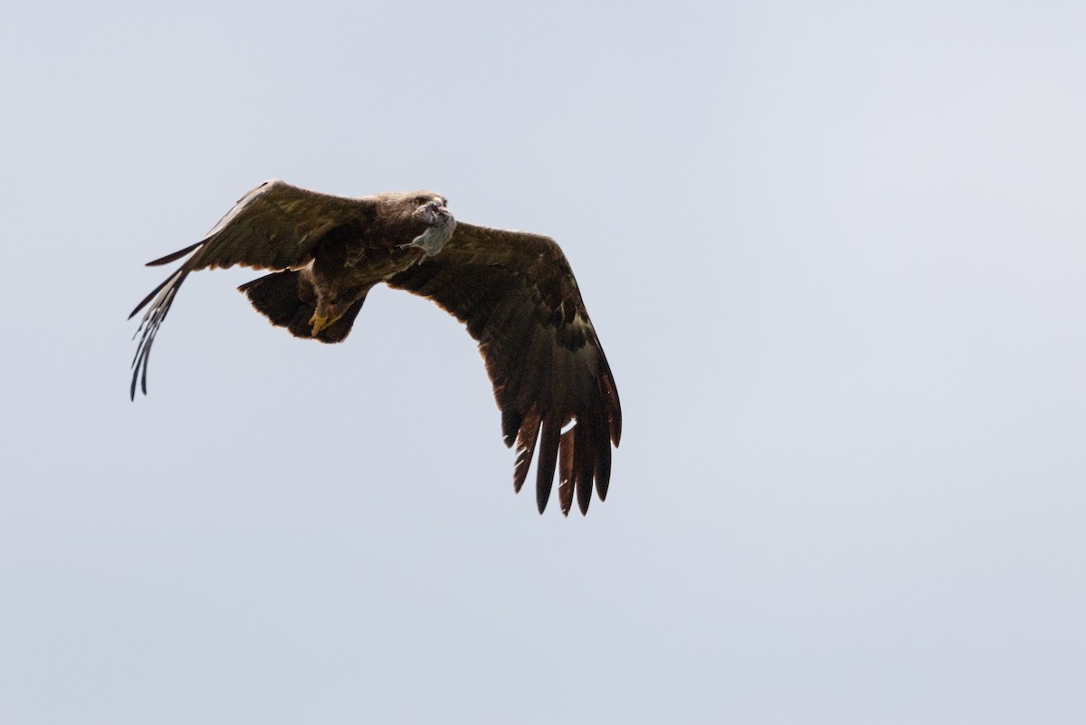 Lesser Spotted Eagle - Oscar Wainwright