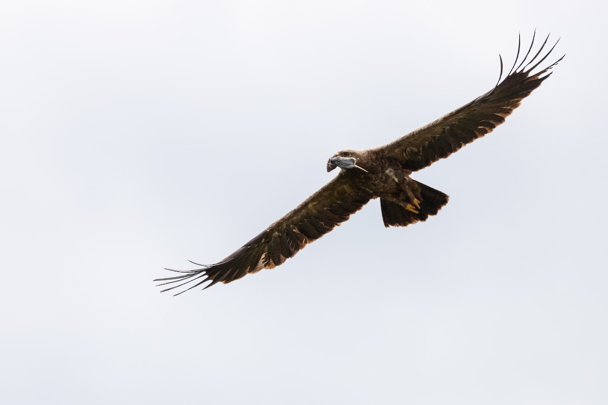 Lesser Spotted Eagle - ML479779641