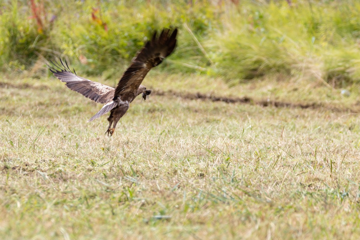 Lesser Spotted Eagle - ML479779651