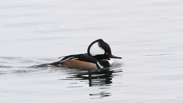 Hooded Merganser - ML479780