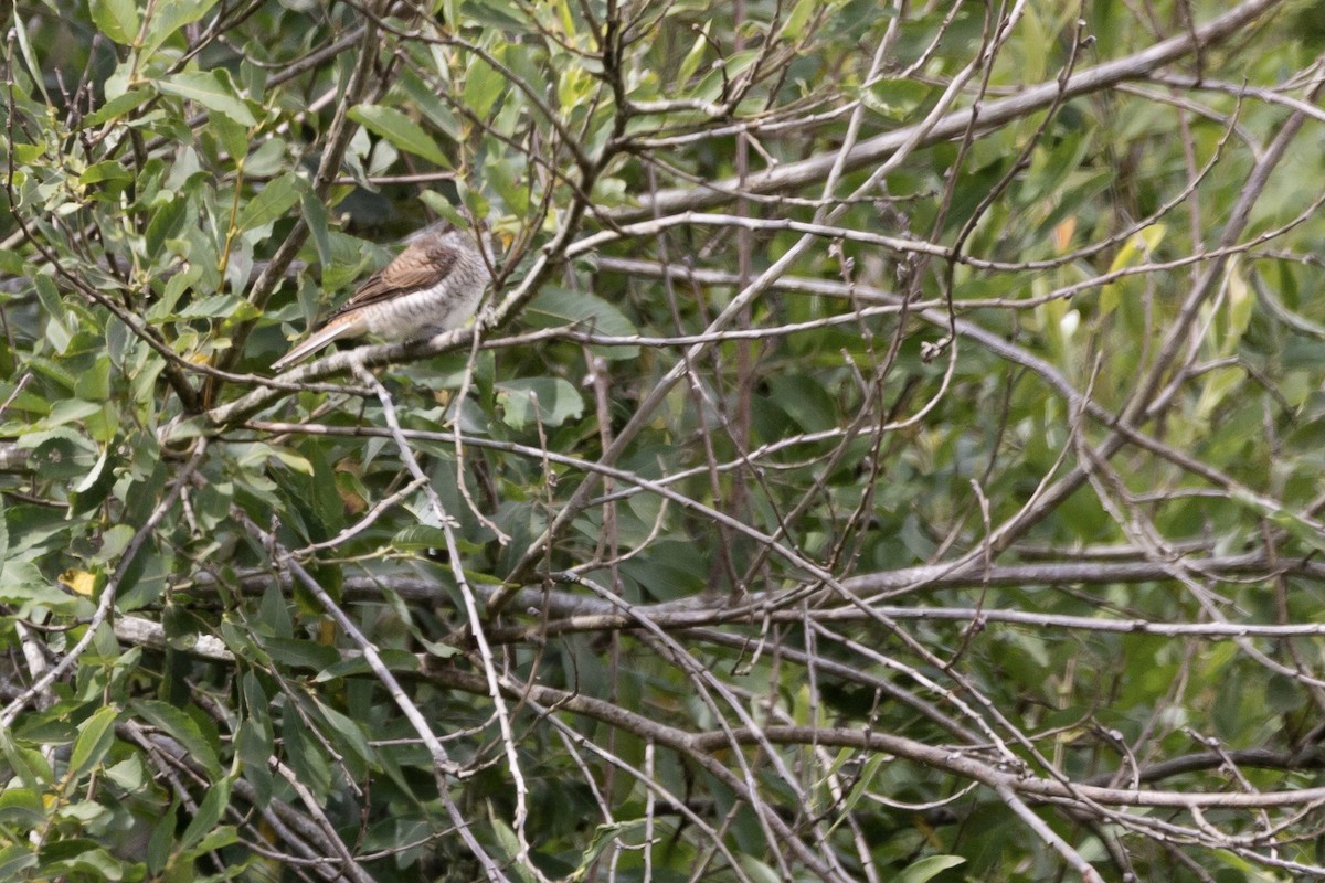 Red-backed Shrike - Oscar Wainwright