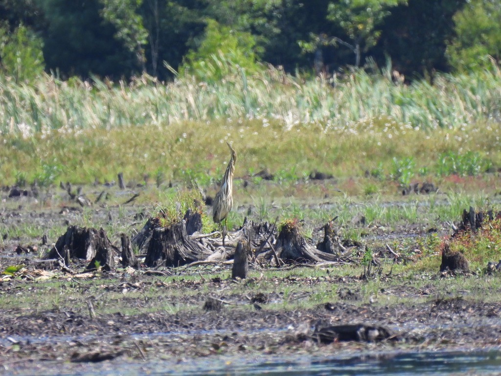 American Bittern - Pete Sibner