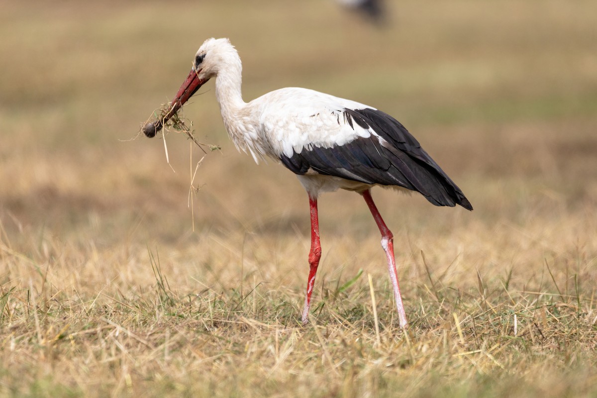 White Stork - Oscar Wainwright