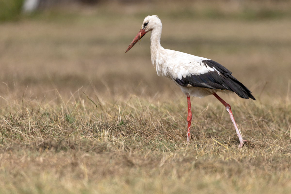 White Stork - Oscar Wainwright