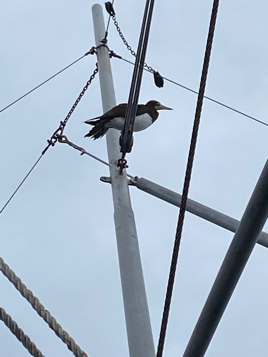 Brown Booby - ML479781151