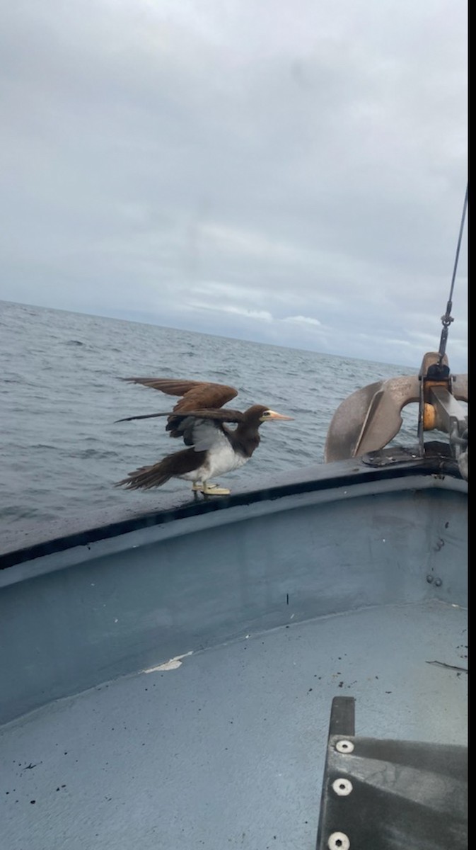 Cocos Booby - ML479781161