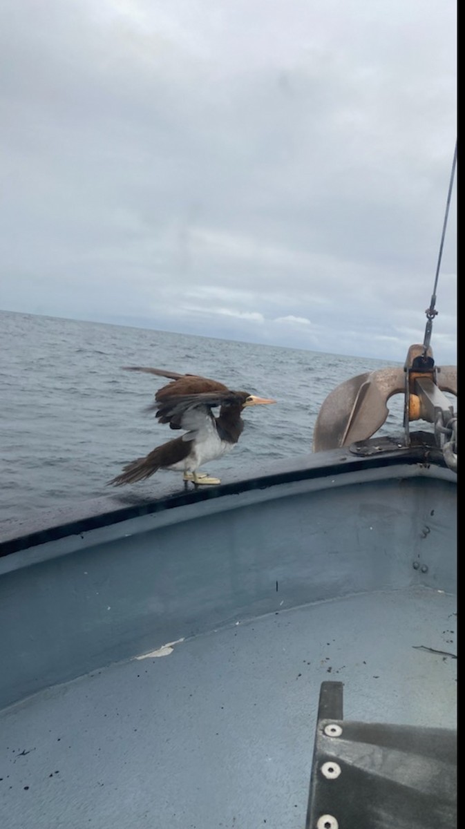 Brown Booby - Sitka Historical and Community Observations