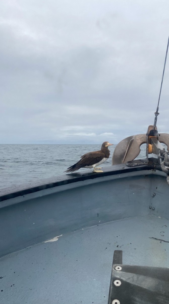 Brown Booby - Sitka Historical and Community Observations