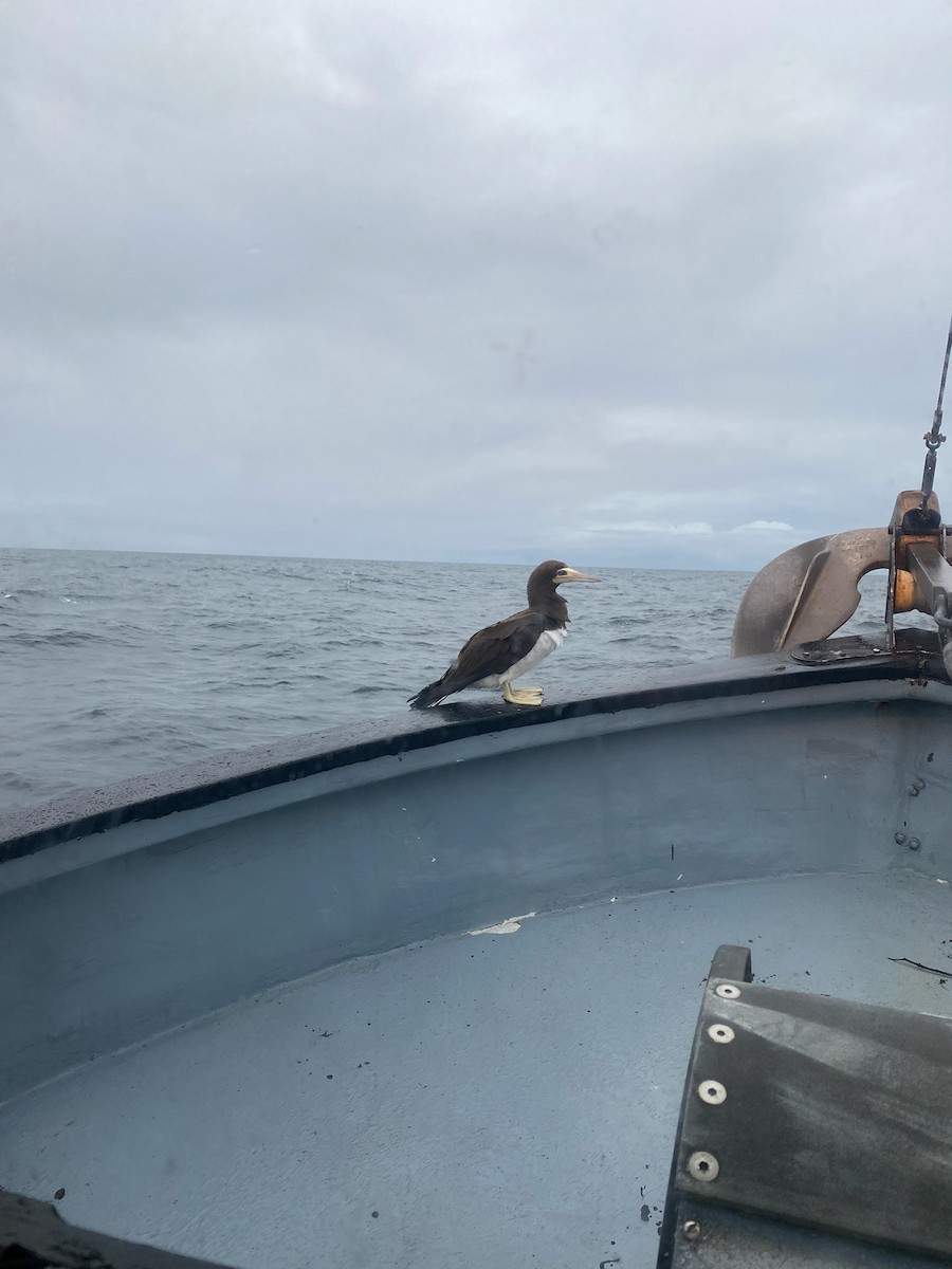 Cocos Booby - ML479781191