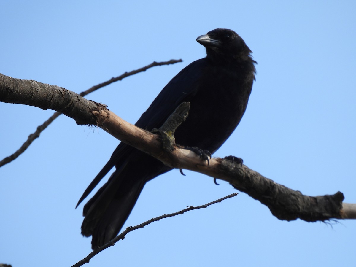 Common Raven - Josée Hatin