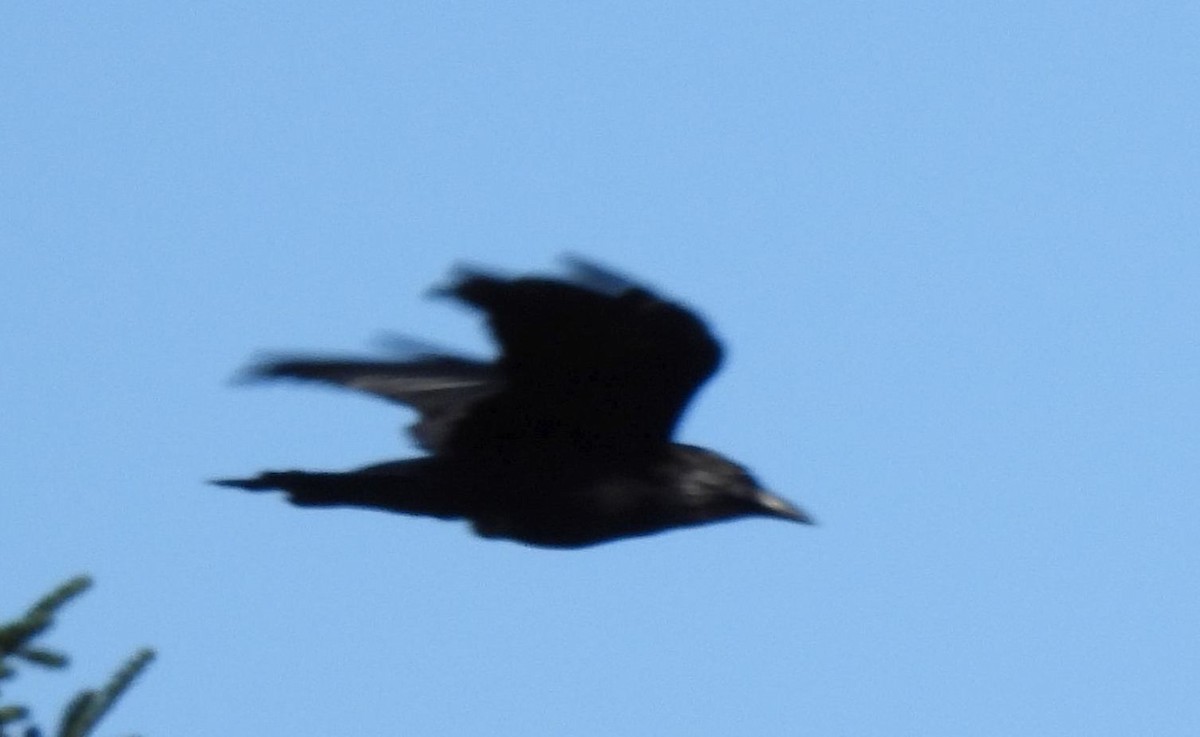 Common Raven - ML479783611