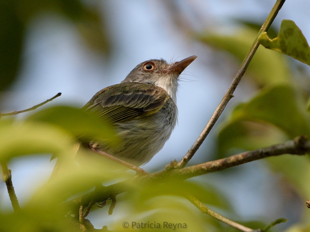 Pearly-vented Tody-Tyrant - ML479784891