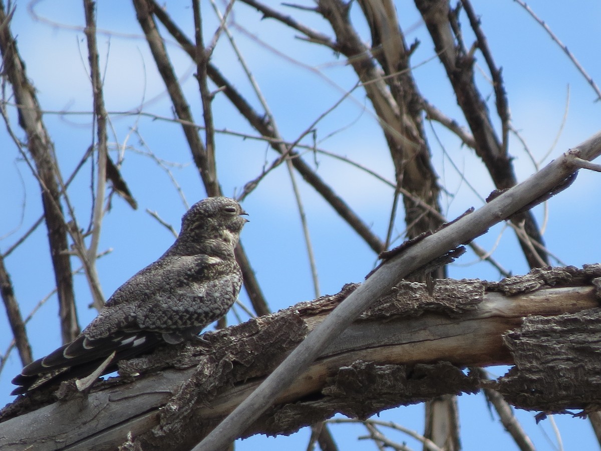 Common Nighthawk - F Alvarez