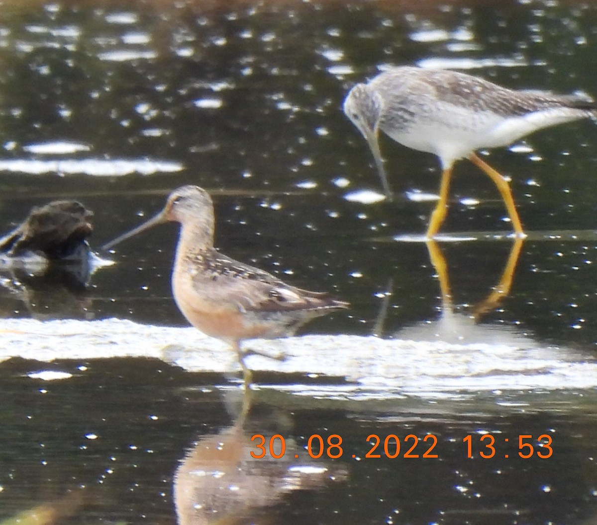 Long-billed Dowitcher - ML479785781