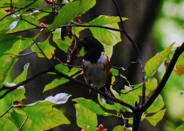 Eastern Towhee - ML479786381