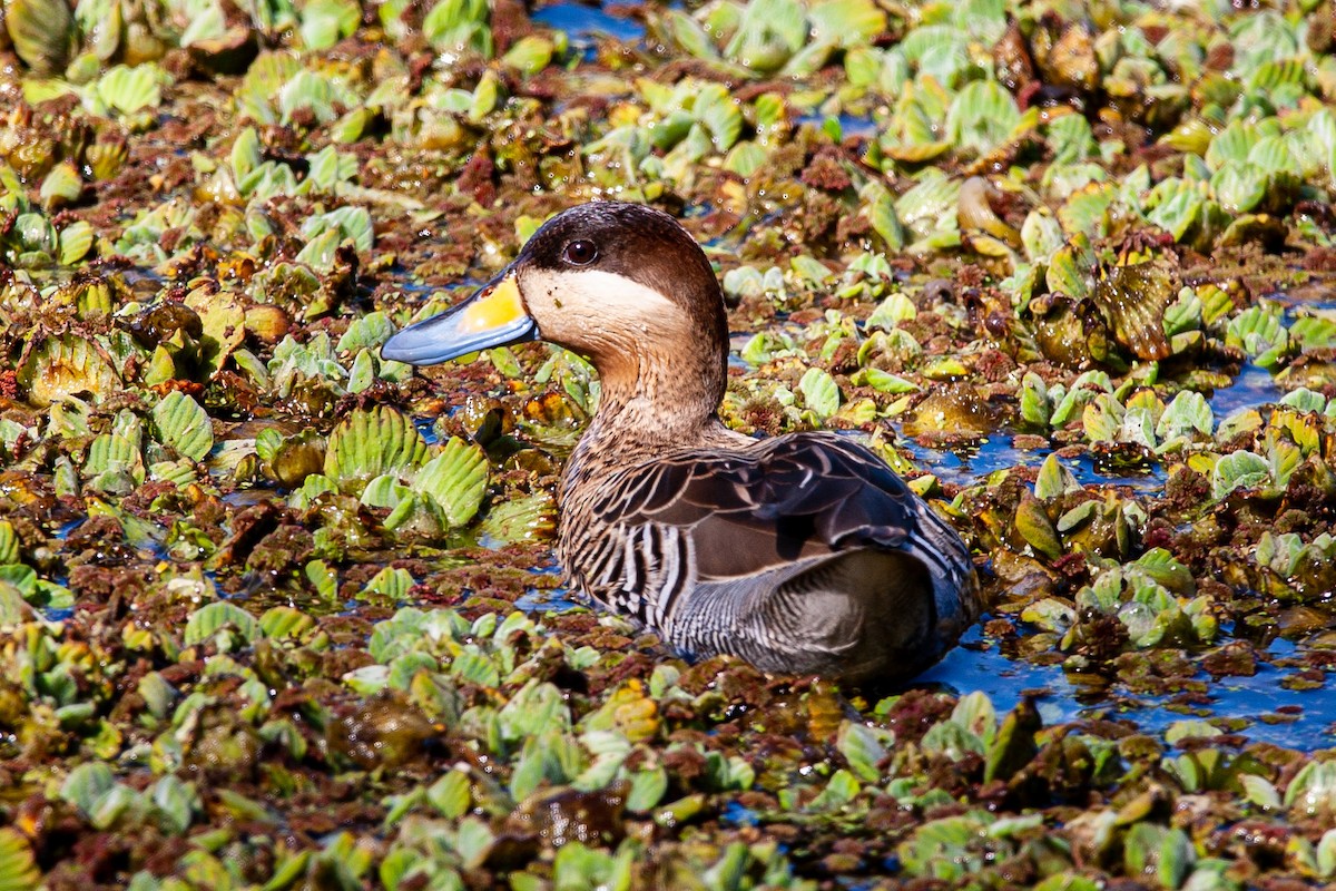 Silver Teal - ML479787511