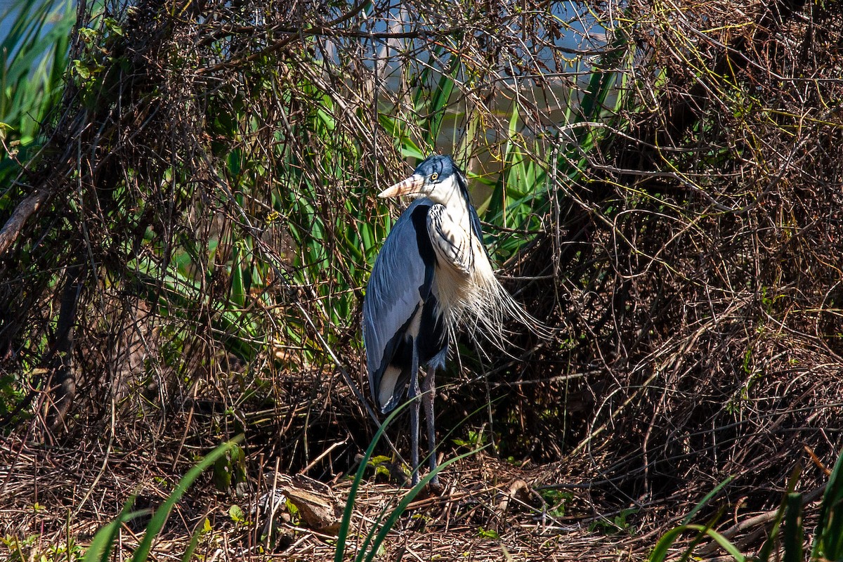 Cocoi Heron - ML479787541