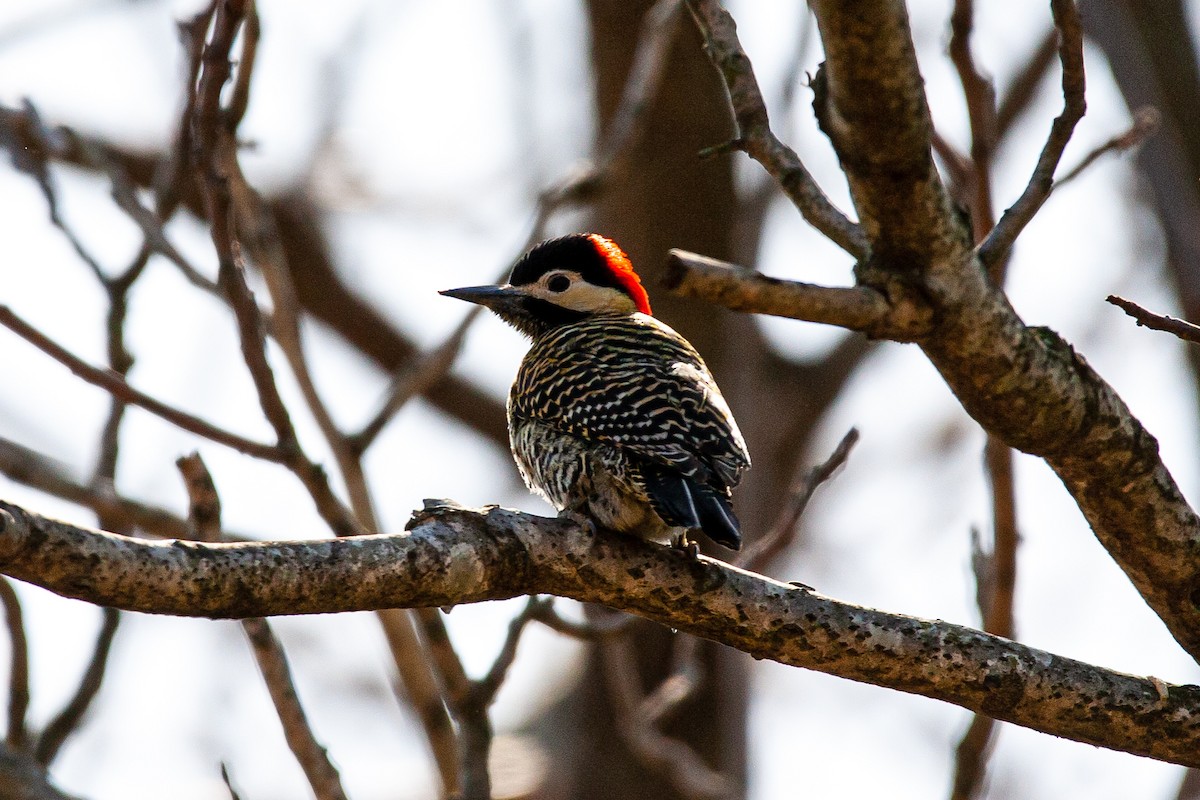 Green-barred Woodpecker - ML479787551