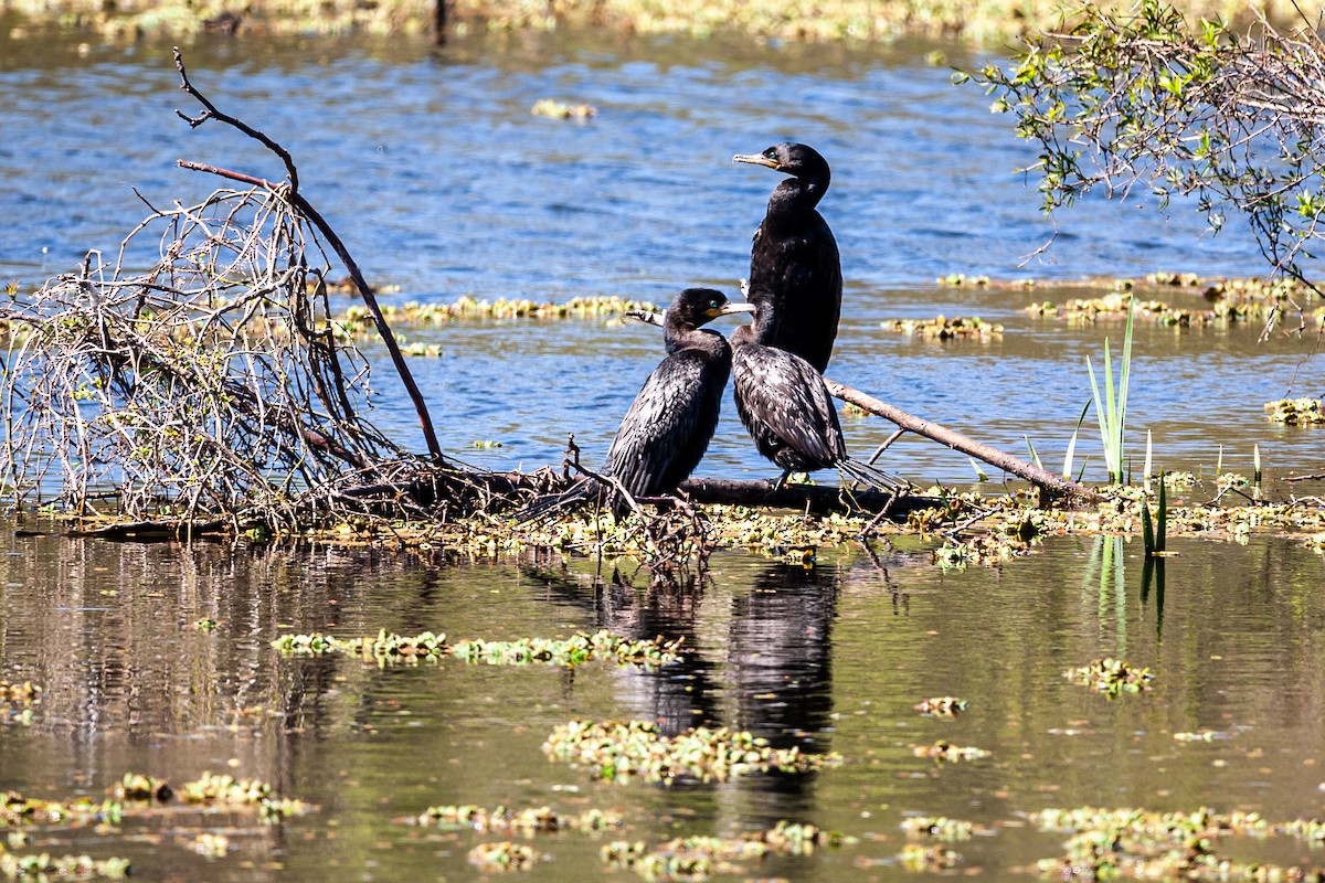 Neotropic Cormorant - ML479787601