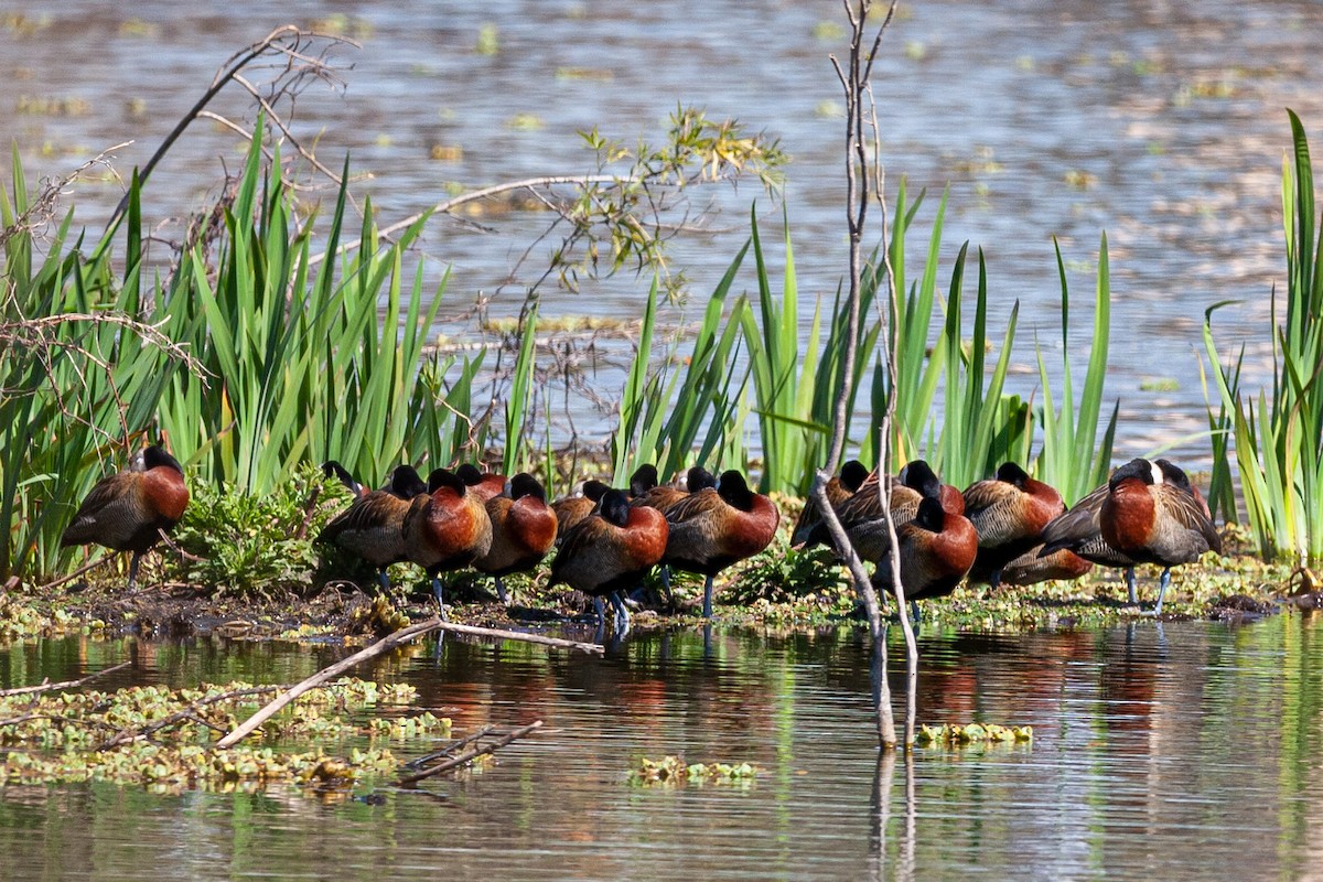 White-faced Whistling-Duck - ML479787681
