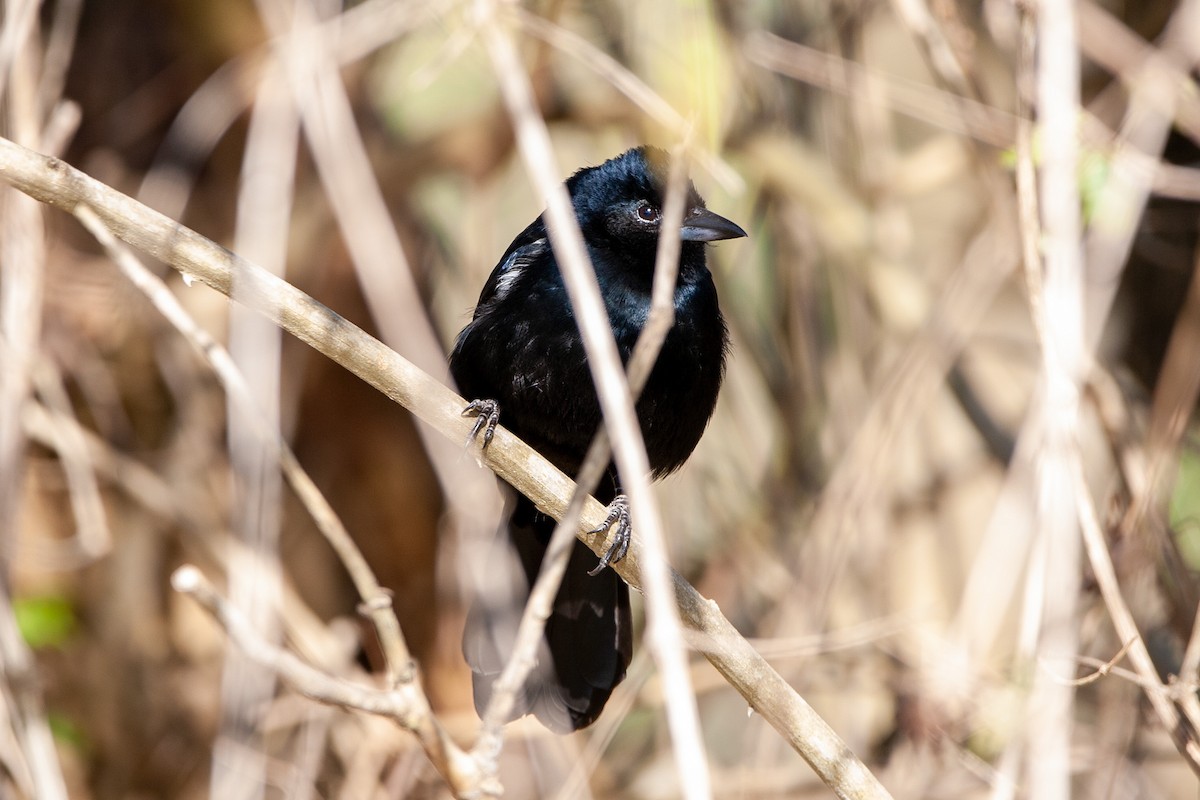 White-lined Tanager - ML479787741