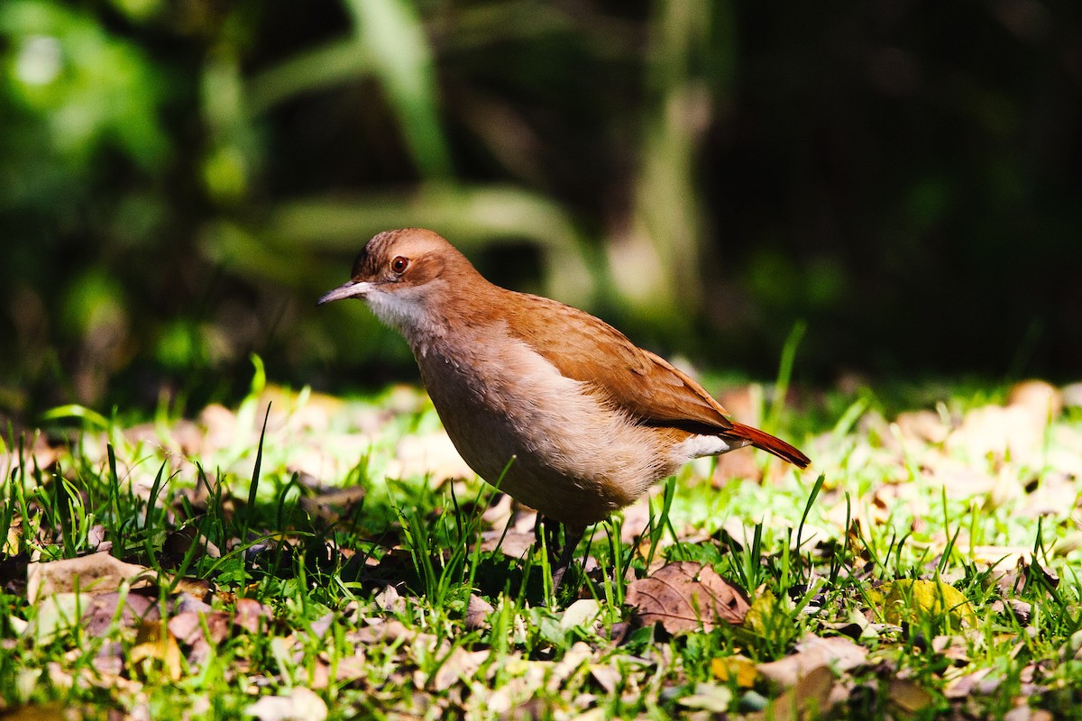 Rufous Hornero - ML479787821